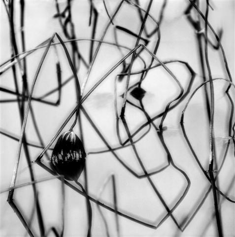 Será inaugurada em breve a Exposição de Fotografias a Preto e Branco de Lai Wing Chiu intitulada “Lótus”, integrada no Projecto de Promoção de Artistas de Macau